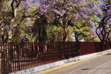 IPN | Especial