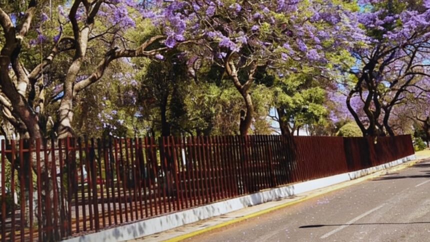 IPN | Especial