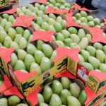 El valor de exportaciones de mango a EU fue de 559 mdd en 2025 | Sader