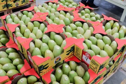 El valor de exportaciones de mango a EU fue de 559 mdd en 2025 | Sader