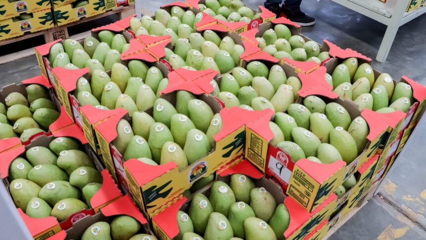 El valor de exportaciones de mango a EU fue de 559 mdd en 2025 | Sader